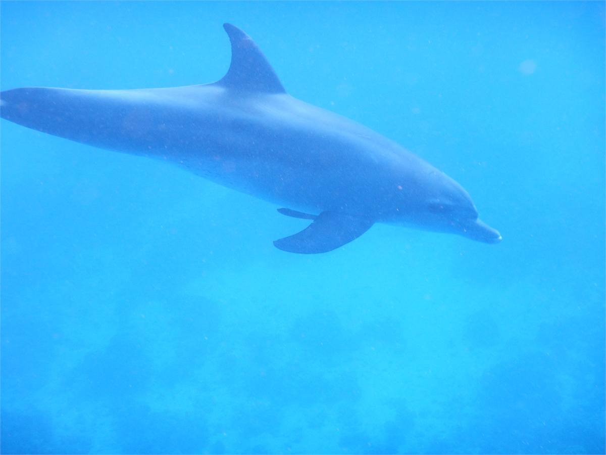 Schwimmen mit Delfinen Hurghada 1895 1