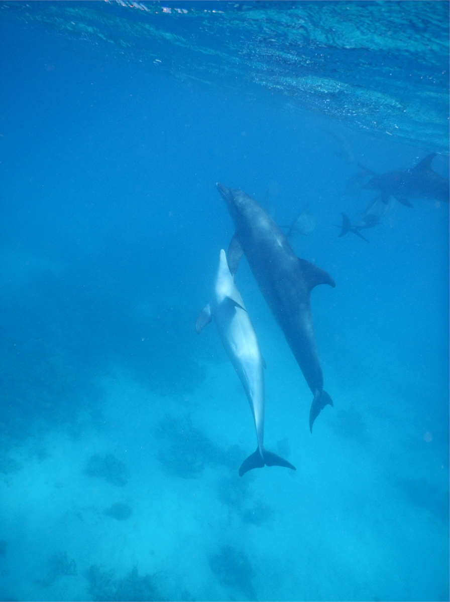 Schwimmen mit Delfinen Hurghada 1937