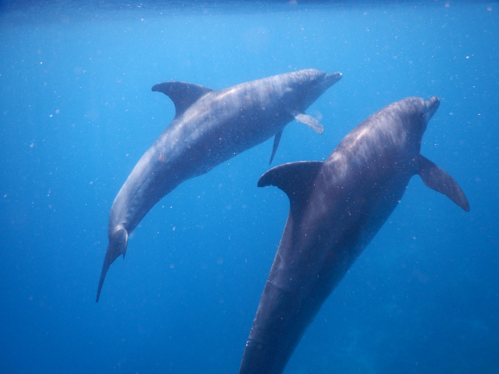 Schwimmen mit Delfinen Hurghada Titel