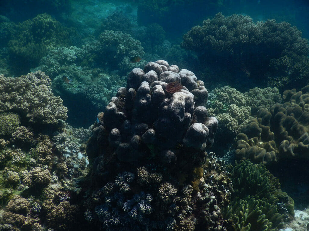 Apo Island Philippinen Koralle