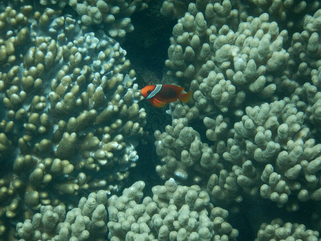 Apo Island Philippinen Koralle